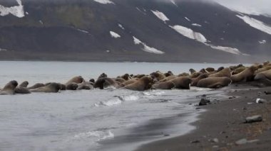 Morslar grup üzerinde shore, Kuzey Buz Denizi Svalbard, sakin ol. Yaban hayatı. Nordic badlands tehlikeli hayvanlarda. Arka plan doğal manzara Spitsbergen, tarihinde benzersiz görüntüleri.