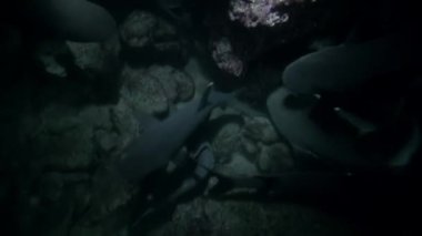 Resif köpekbalığı sürüsü Isla del Coco 'yu çevreleyen sulara yakın. Keskin dişleri ve avlarını yakalamak için kullandıkları güçlü çeneleri vardır..