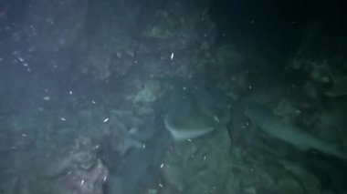 Isla del Coco 'daki resif köpekbalığı sürüsünün güzelliğine ve gücüne tanık olun. Ne yazık ki, resif köpekbalığı nüfusu aşırı avlanma ve doğal yaşam alanı tahribatı nedeniyle son yıllarda azalıyor..