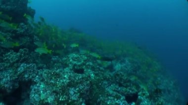 Isla Del Coco 'nun sualtı dünyasındaki mercan resifi civarındaki okul balığı. Karadaki hiçbir şeye benzemeyen renk ve desenlerle hayatın kavranması zor şekillerde geliştiği bir yer..