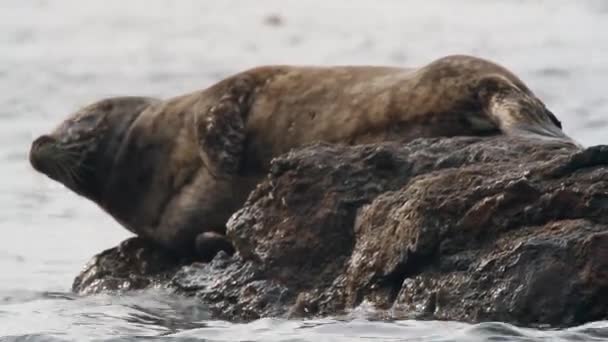 Charming Steineger Seal Giace Primo Piano Meraviglioso Mondo Della Colorazione — Video Stock