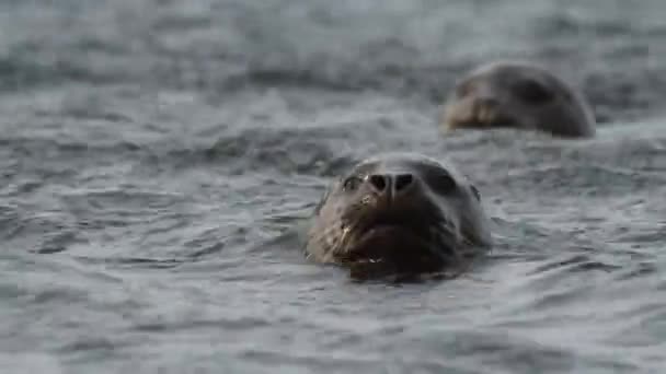 Крупный План Головки Пятнистого Тюленя Выходит Поверхности Воды Леопардовая Окраска — стоковое видео