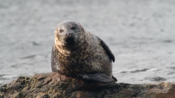 바다표범의 아종이다 소아과 동물들은 상태에서 바위를 배경으로 상태로 바다표범을 잡는다 — 비디오