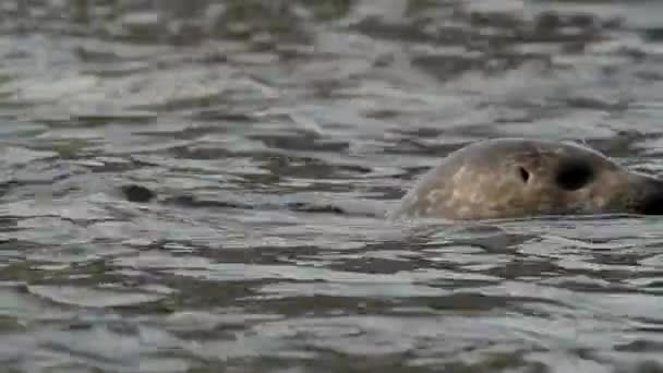 目撃された一般的なシールのクローズアップヘッドは 水面から覗き出します 石の背景にスポットをあしらったシーライオンのヒョウカラー — ストック動画