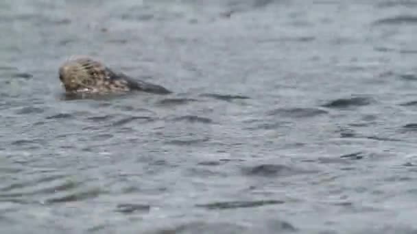 目撃された一般的なシールのクローズアップヘッドは 水面から覗き出します 石の背景にスポットをあしらったシーライオンのヒョウカラー — ストック動画