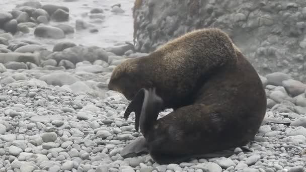 Férfi Északi Prémfóka Állat Portréja Pinnipeds Állatok Pecsét Vad Háttér — Stock videók