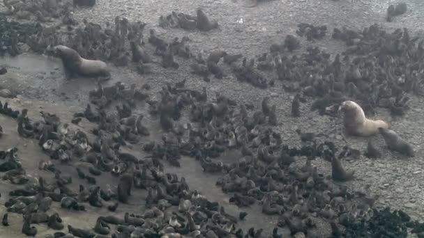 오호츠크 해안에 서식하는 바다표범 집단입니다 상태로 바다표범의 그리고 가족의 — 비디오