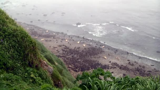 Grupa Północny Futro Foka Zwierzę Brzeg Morze Okhotsk Kolonia Samic — Wideo stockowe