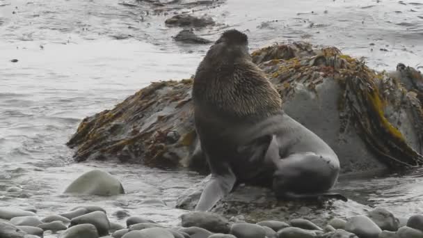 Видео Фоновым Шумом Нападении Тюленя Мужской Тюлень Нападает Другого Самца — стоковое видео