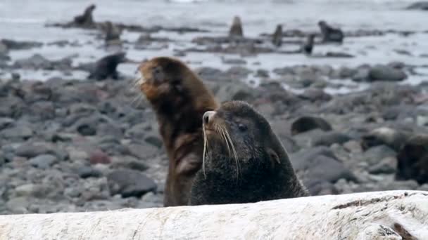 Портрет Самца Северного Тюленя Pinnipeds Животных Печать Дикой Природе Фоне — стоковое видео