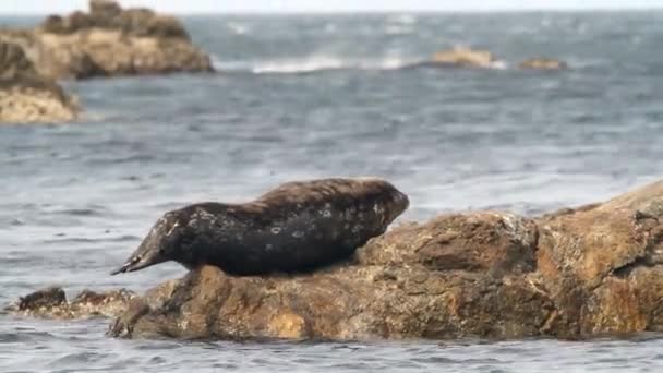 Spotted Common Steineger Seal Ternyata Kepalanya Dan Melihat Kamera Macan — Stok Video