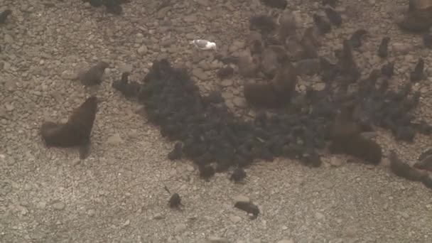 Kayalık Sahil Şeridinde Çok Sayıda Yavrusu Olan Rookery Mühürleyin Taşların — Stok video