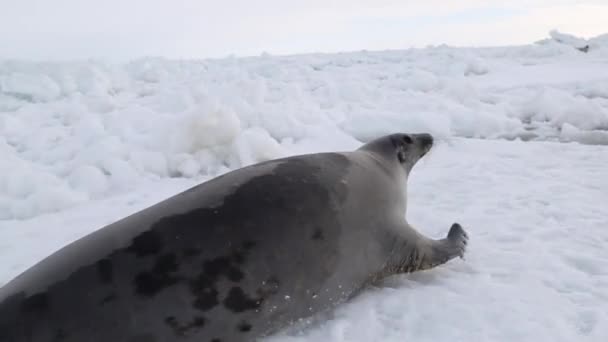 Όμορφη Φώκια Στο Χιόνι Βουτά Στα Παγωμένα Νερά Της Θάλασσας — Αρχείο Βίντεο