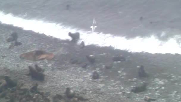 Sigilli Rookery Spiaggia Rocciosa Leone Marino Sfondo Pietre — Video Stock