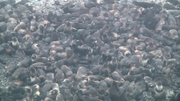 Grupo Animales Marinos Piel Del Norte Costa Mar Okhotsk Colonia — Vídeo de stock
