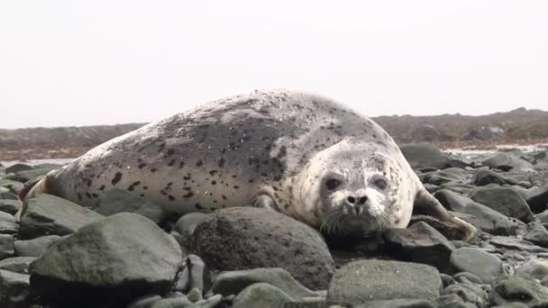 斑纹的普通海豹咆哮 跳跃和攻击 表示侵略 具有攻击性斑点的海狮猎豹在石头的背景下自我防卫 — 图库视频影像