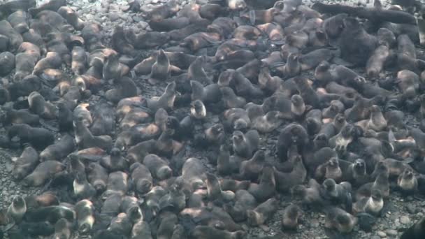 Grupo Animales Marinos Piel Del Norte Costa Mar Okhotsk Colonia — Vídeos de Stock