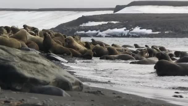 Group Walruses Relax Water Shore Arctic Ocean Svalbard Wildlife Animals — Stock Video