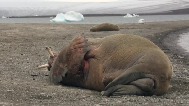 セイウチのグループは水スバールバル北極海の海岸の近くでリラックスします 野生動物 北欧のバッドランズ国立公園で動物 スピッツ ベルゲンの自然風景と雪山を背景にユニークな映像 — ストック動画