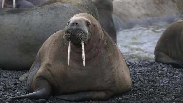 Grupp Valrossar Koppla Stranden Arktiska Oceanen Svalbard Vilda Djur Farliga — Stockvideo