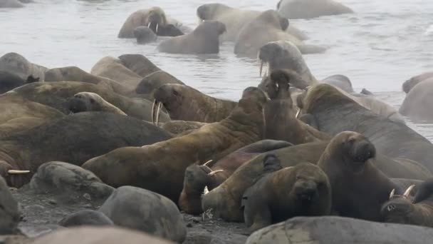 Skupina Mrožů Odpočívat Vody Břehu Severního Ledového Oceánu Svalbard Volně — Stock video