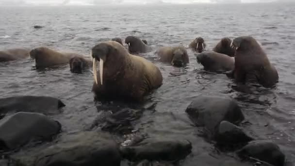 Group Walruses Floating Water Fog Arctic Ocean Svalbard Wildlife Dangerous — Stock Video