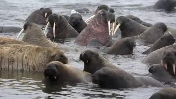 海象群浮在水中雾的北冰洋斯瓦尔巴特群岛 野生动物 在北欧荒地的危险动物 独一无二的镜头 背景自然景观的斯匹次卑尔根 — 图库视频影像