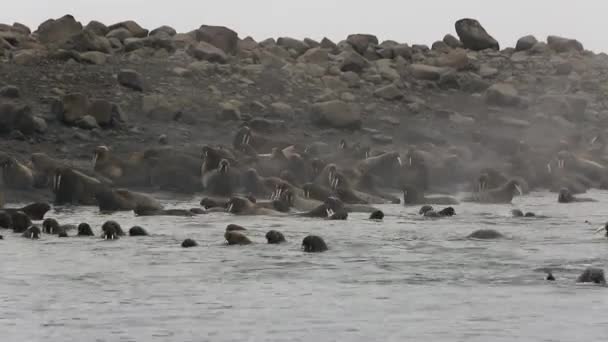 セイウチのグループは水スバールバル北極海の海岸の近くでリラックスします 野生動物 北欧のバッドランズ国立公園で動物 スピッツ ベルゲンの自然風景と雪山を背景にユニークな映像 — ストック動画