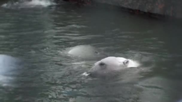 北极熊在冒泡的水中玩耍 北极熊有着浓密的白色毛皮 完全有能力在严酷冰冻的环境中生存 — 图库视频影像