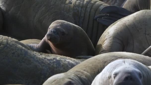 코끼리의 스발바르에서 바다의 안에에 동물입니다 노르딕 황무지에 위험한 동물입니다 Spitsbergen의 — 비디오
