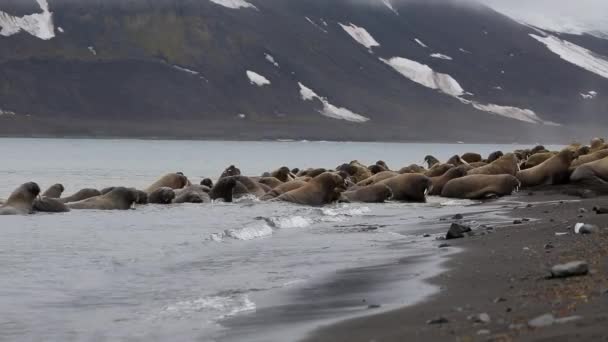 Grupo Morsas Relaxar Costa Oceano Ártico Svalbard Vida Selvagem Animais — Vídeo de Stock