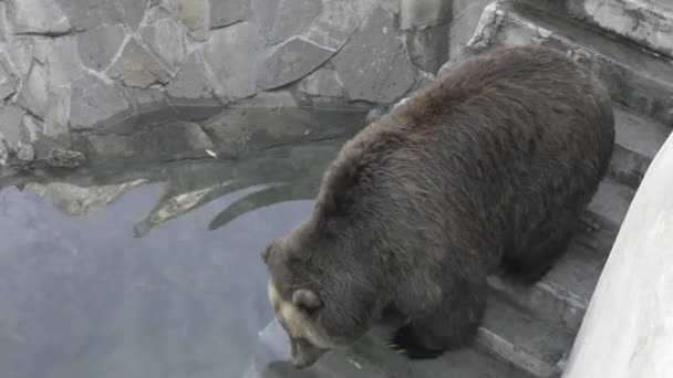 Encantador Tenaz Urso Marrom Deriva Água Dia Cintilante Por Causa — Vídeo de Stock