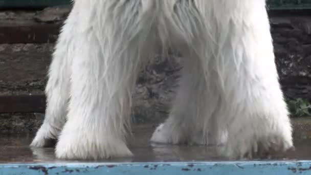 北极熊的爪子在水里不停地抖动着水滴 看着北极熊在冰雪中的移动是可以看到的 它似乎毫不费力地滑过了整个风景 — 图库视频影像