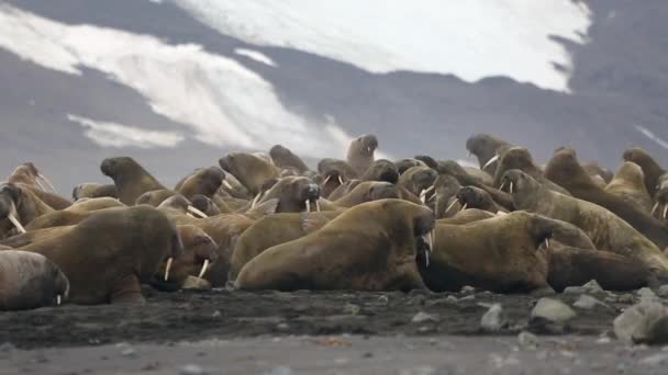 Group Walruses Relax Shore Arctic Ocean Svalbard Wildlife Dangerous Animals — Stock Video