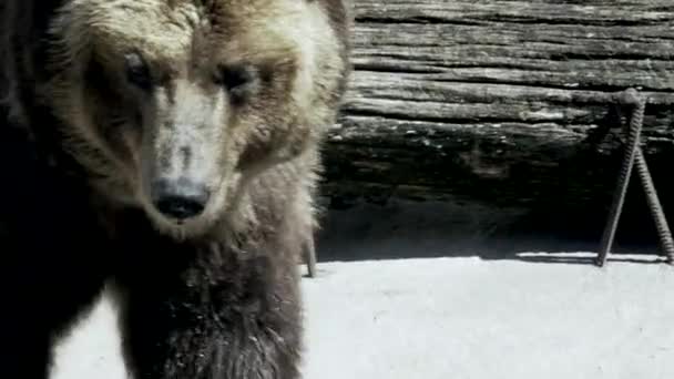 Brown Bear Beautiful Quiet Walks Land Sniffs Plastic Bottle Majestic — Stock Video