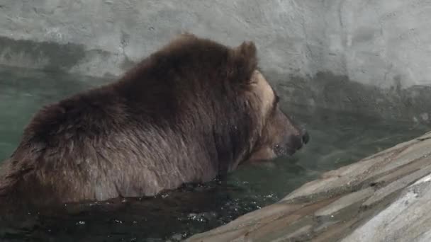 Impressionante Resistente Urso Marrom Flutuando Água Dia Luminoso Nadar Urso — Vídeo de Stock