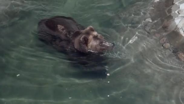 Brown Bear Has Lower Its Muzzle Water Swimming Pawing Water — Stock Video