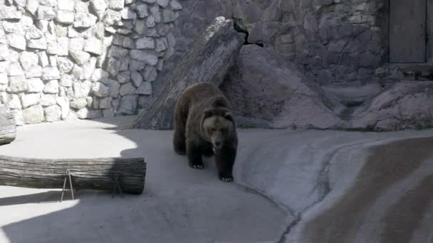 Beautiful Strong Brown Bear Enters Water Stairs Escaping Heat Many — Stock Video