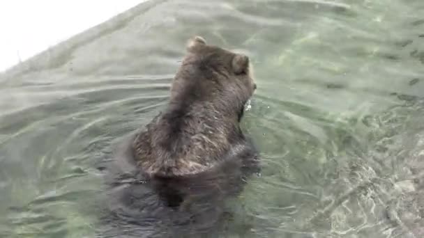 Winsome Unyielding Brown Bear Swimming Water Resplendent Day Bears Excellent — Stock Video