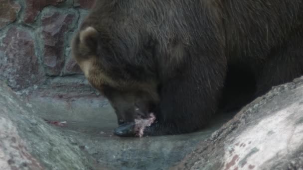 Καφέ Αρκούδα Τρώει Ψάρια Που Έπιασε Στη Στεριά Νερό Ρέει — Αρχείο Βίντεο