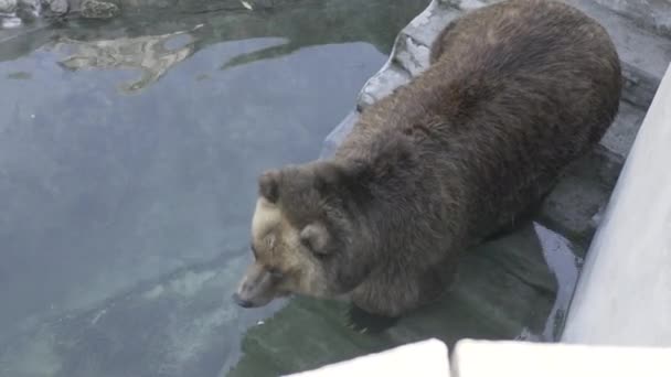 Захватывающий Крепкий Бурый Медведь Гребешком Воде Восхитительный День Бурый Медведь — стоковое видео