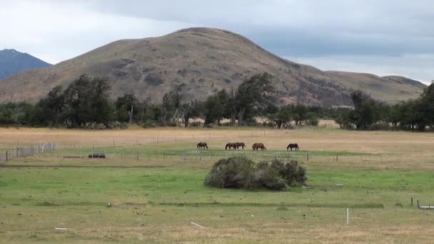 Çok Lama Egzotik Memeli Hayvan Okyanus Kıyısında Tierra Del Fuego — Stok video