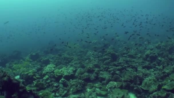 アイラス ココの魚とサンゴの多彩な世界が見ることができます 島は水中山と尾根の集合体によって囲まれ 広大な海のための避難所を提供しています — ストック動画
