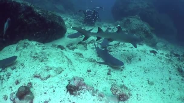Rekiny Rafowe Pod Wodą Isla Del Coco Rafy Koralowe Być — Wideo stockowe