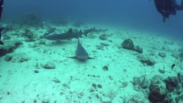 Doświadczenie Ekscytujące Pływanie Stadem Rekinów Rafowych Bliska Isla Del Coco — Wideo stockowe