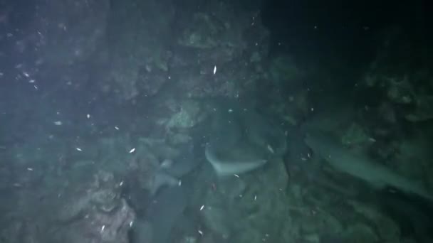 Testigo Belleza Poder Manada Tiburones Arrecife Cerca Isla Del Coco — Vídeos de Stock