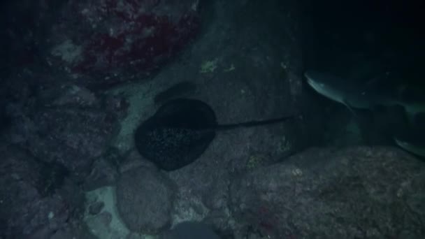 Isla Del Coco Daki Resif Köpekbalıklarının Vatoz Vatozlarının Şaşırtıcı Yakın — Stok video