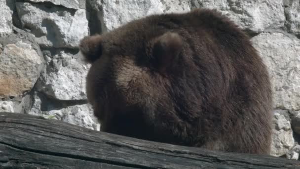Сильный Бурый Медведь Заканчивает Свой Обед Бревном Солнечном Свете Крупным — стоковое видео