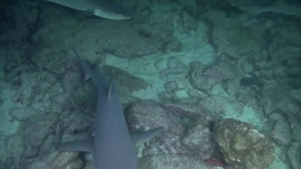 Subaquático Perto Pessoal Com Bando Tubarões Recifais Isla Del Coco — Vídeo de Stock