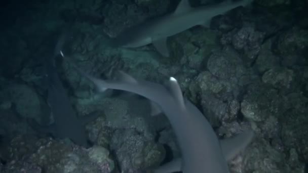 Isla Del Coco Resif Köpekbalığı Sürüsünün Kolaylıkla Yüzüşünü Izleyin Köpekbalıklarına — Stok video